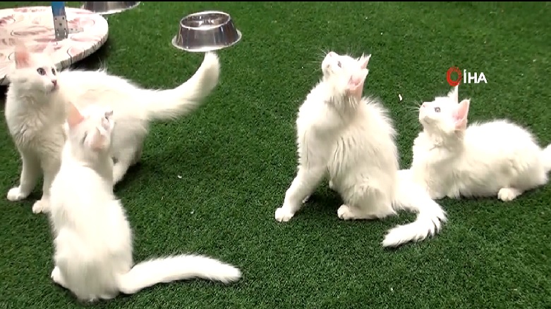 گربه‌های وان متفاوت هستند